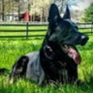 Meet your Posher, Diane